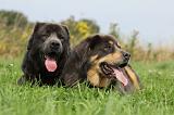 DOGUE DU TIBET 851